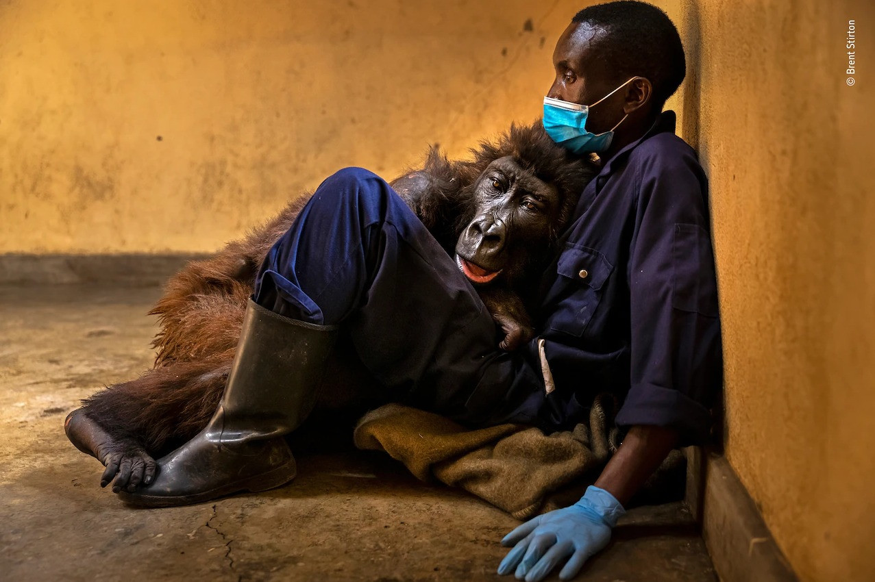 2021 онд нас барсан өнчин горилла Ндакаси